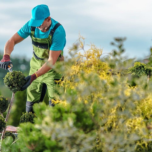 Foto Mantenimiento de jardines